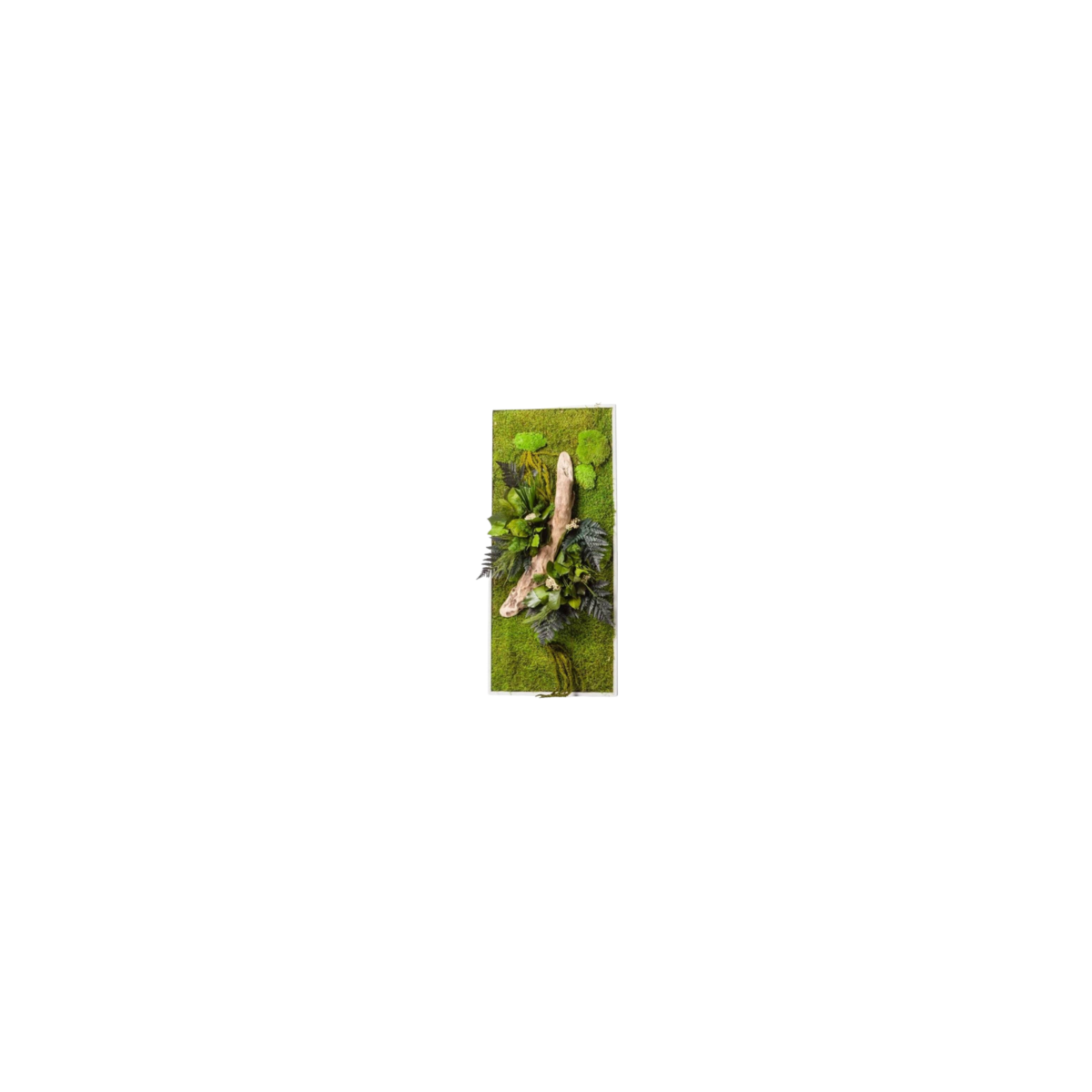 Cadre Végétal Stabilisé - Rectangle Taille L | FloraLED