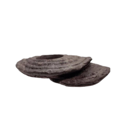 Arboreal Feeding Platform ZOOMED | FloraLED