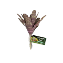 Chestnut Bromeliad ZOOMED