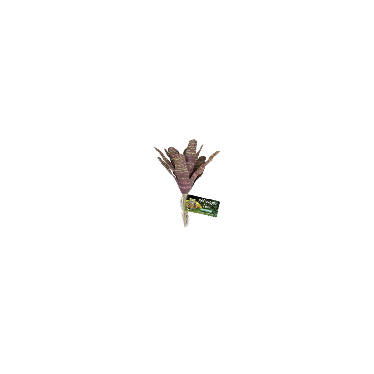 Chestnut Bromeliad ZOOMED