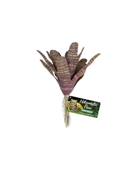 Chestnut Bromeliad ZOOMED