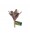 Chestnut Bromeliad ZOOMED