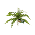 Sword Fern ZOOMED