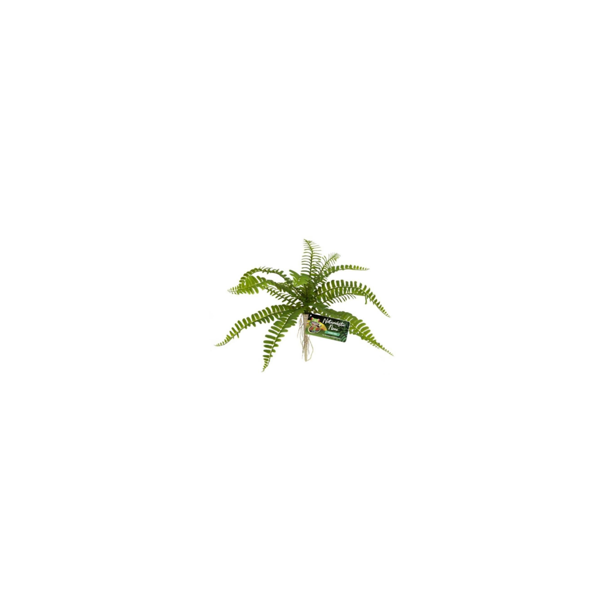 Sword Fern ZOOMED