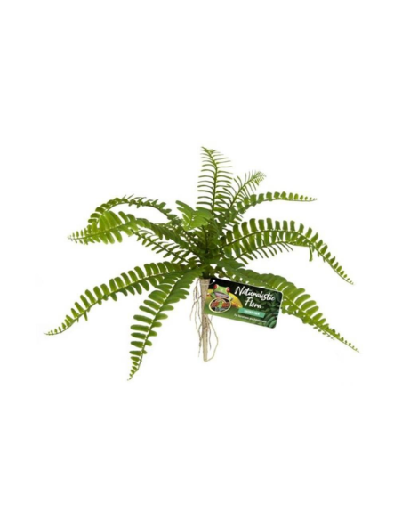 Sword Fern ZOOMED