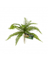 Sword Fern ZOOMED