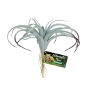 Tillandsia Air ZOOMED