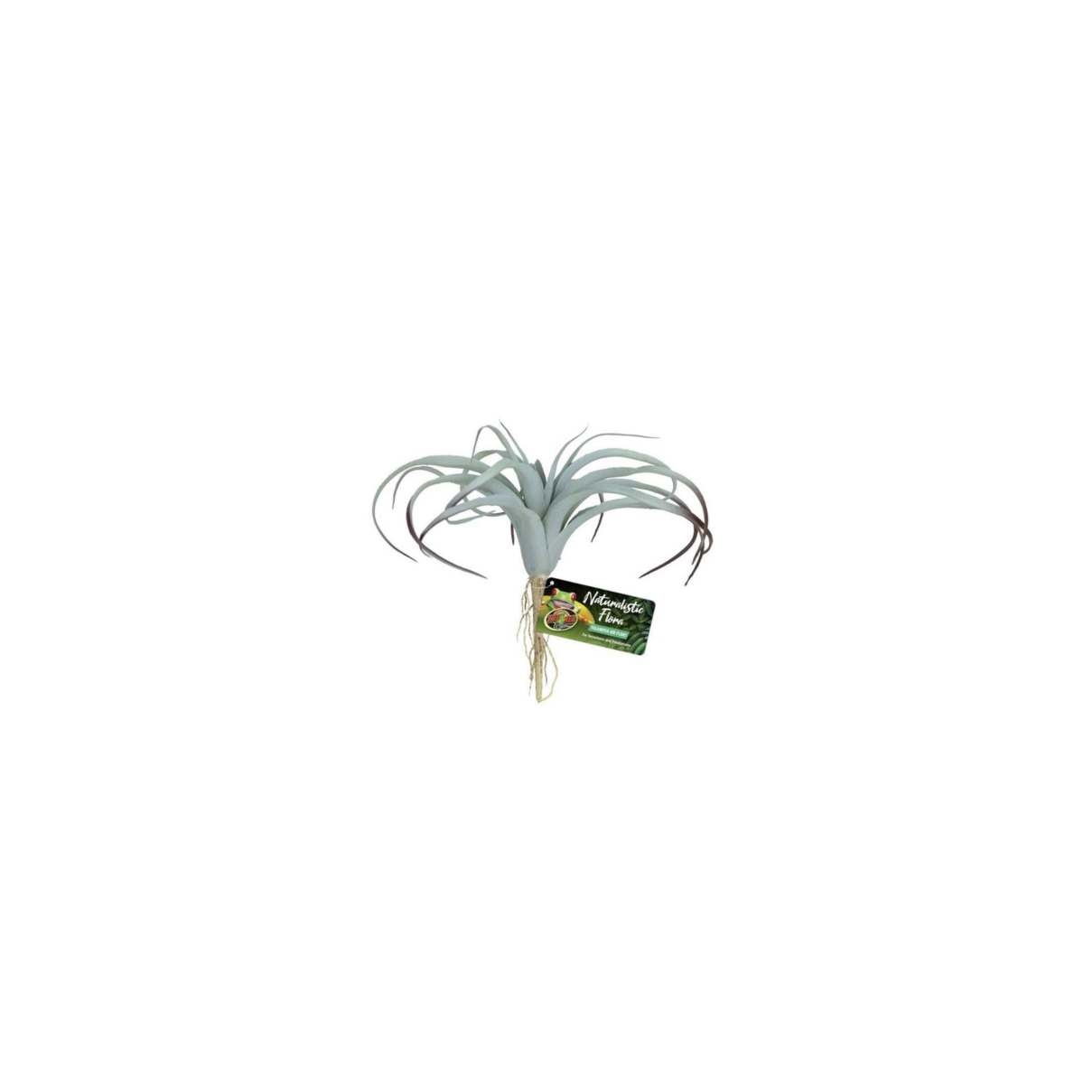 Tillandsia Air ZOOMED
