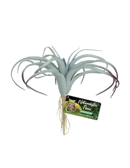 Tillandsia Air ZOOMED