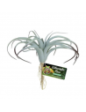 Tillandsia Air ZOOMED