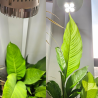 SpectraBULB X30 - Ampoule horticole LED blanche pour terrariums  - 30W - LEDs OSRAM - E27