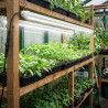 Tube LED Grow 60/120cm - Éclairage Semis-Boutures - Version 2 Optimisée - SOLUX