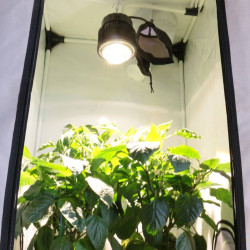 SpectraBUD X60 - Lampe horticole LED haut de gamme, étanche et silencieuse pour la culture de plantes