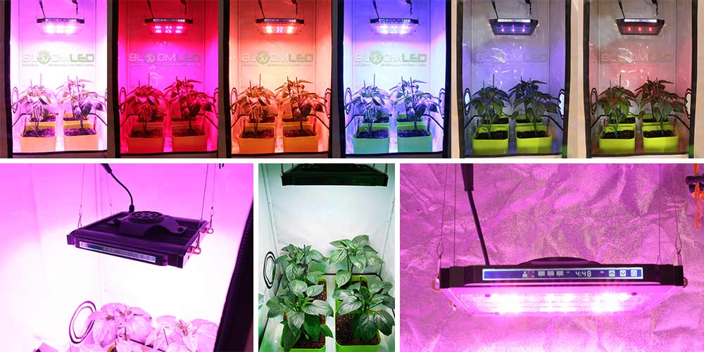 Pflanzenanbau mit SpectraMODULE Z200 LED-Pflanzenlampe Indoor-Beleuchtung